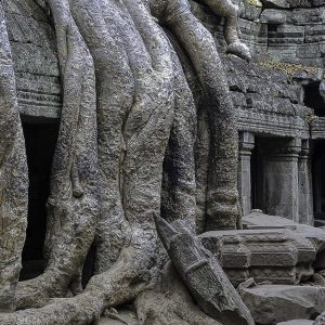 Ta Prohm - Cambodia Tour Packages