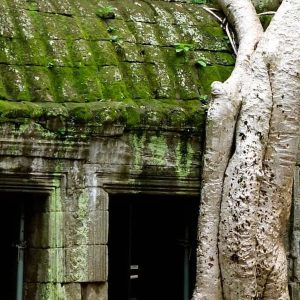 Ta Prohm discovery with Cambodia Tours & Travel Packages