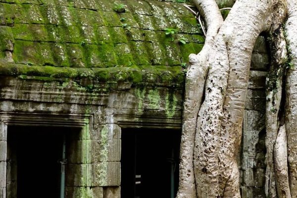 Ta Prohm discovery with Cambodia Tours & Travel Packages